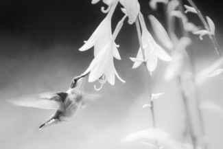 Hummingbird and Hostas