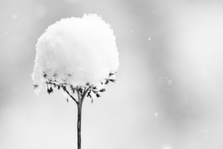 Snow Cotton