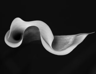 Calla Flag