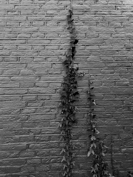 Roots