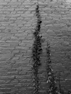 Roots