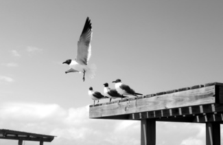 Flight