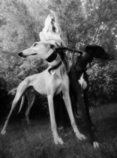 The Lady with the Two Dogs