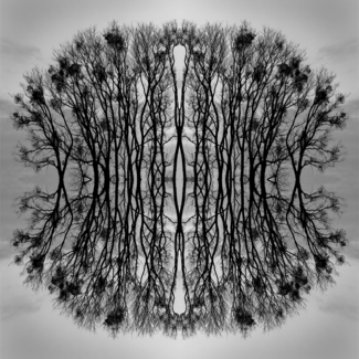 Tree 4x1