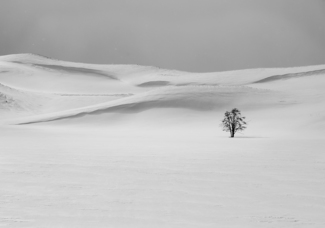 Lone Tree