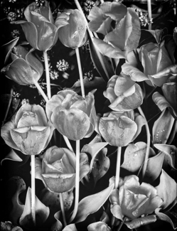 Tulips after the Rain