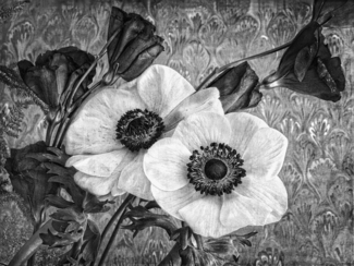 Anemones 