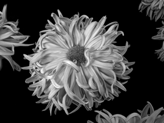 Kiku Flowers
