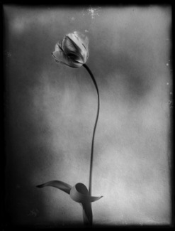 My Heart of Glass (2)