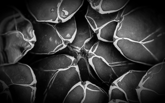Cactus Detail