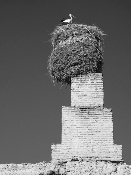 Moroccan Stork 