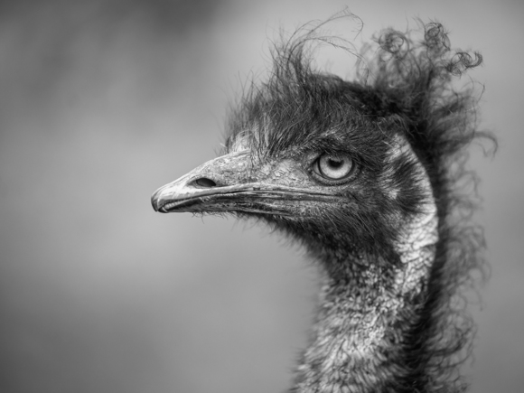 Emu