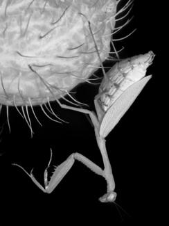 Praying Mantis