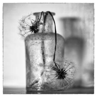 Dandelion (1)