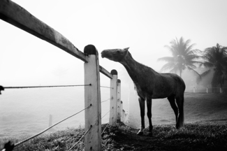 Farm life