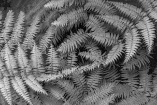 Fern
