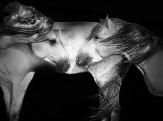 Wild horses