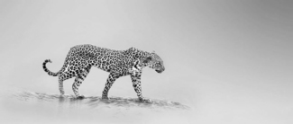 WALKING LEOPARD