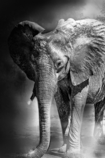 DUST BATH