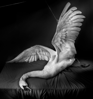 Swan