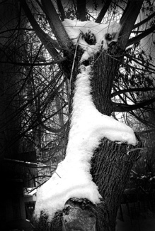 Snow Cat