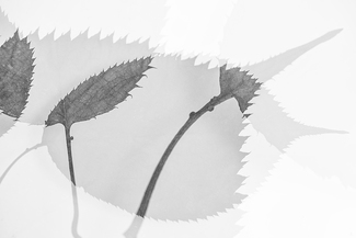 leaves2