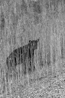 Camouflage