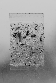 Insect Trap
