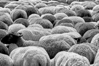 Blackhead Sheep