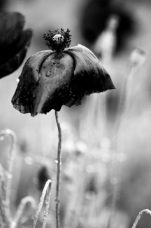 poppy