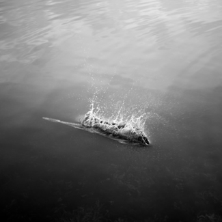 Splash 1