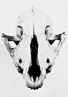 Still Life....and Death