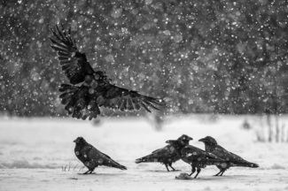 Raven party