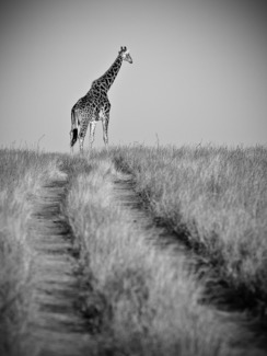 Traveler
