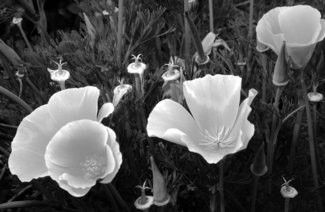 Poppies of the Valley