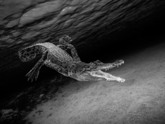 Crocodile