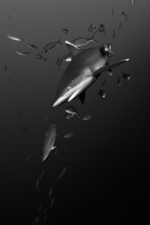 Silvertip
