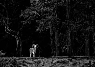 Ram in the Woods