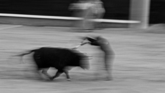 The bull versus the Banderillero