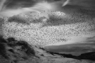 The Birds