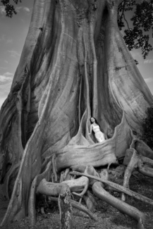 The old Tree