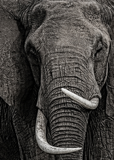 Crooked Tusker