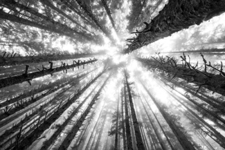Skyward