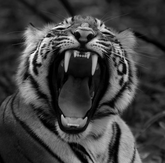 Roar 