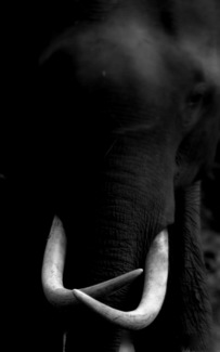 Tusks