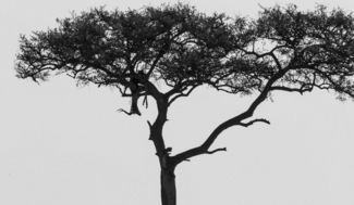 Death in the Mara
