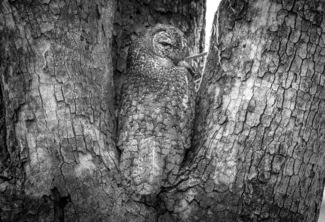 Owl Camouflage