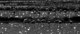 Flamingos