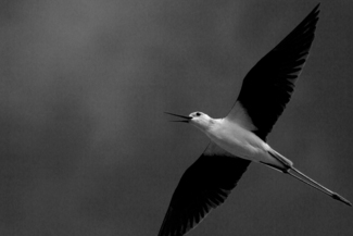 Fly