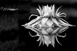 Water Lily
